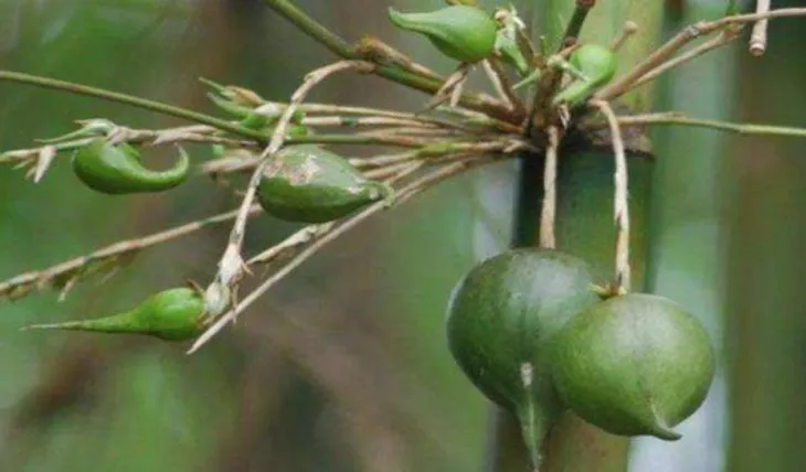 Những loại quả hiếm gặp, giá đắt nhưng ai cũng muốn mua về ăn thử - Ảnh 3. Những loại quả hiếm gặp, giá đắt nhưng ai cũng muốn mua về ăn thử - Ảnh 3.