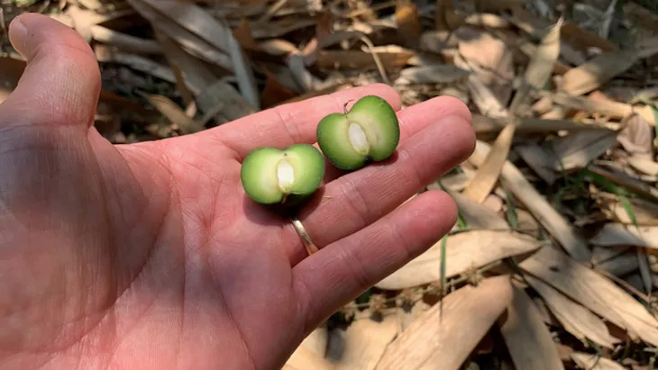 Những loại quả hiếm gặp, giá đắt nhưng ai cũng muốn mua về ăn thử - Ảnh 4. Những loại quả hiếm gặp, giá đắt nhưng ai cũng muốn mua về ăn thử - Ảnh 4.