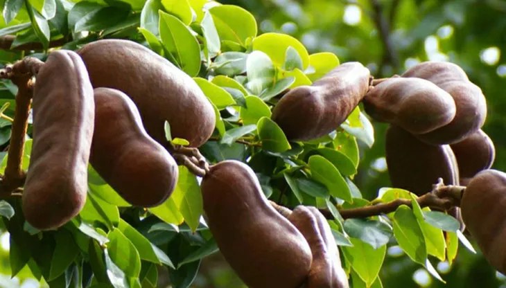Những loại quả hiếm gặp, giá đắt nhưng ai cũng muốn mua về ăn thử - Ảnh 8. Những loại quả hiếm gặp, giá đắt nhưng ai cũng muốn mua về ăn thử - Ảnh 8.