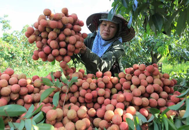 Lần đầu tiên đến Hà Lan, vải thiều Việt bán giá hơn nửa triệu đồng/kg - Ảnh 1. Lần đầu tiên đến Hà Lan, vải thiều Việt bán giá hơn nửa triệu đồng/kg - Ảnh 1.