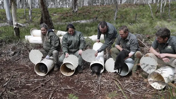 Thú ăn thịt quỷ Tasmania tàn sát hàng nghìn con chim cánh cụt trên đảo Australia - Ảnh 1. Thú ăn thịt quỷ Tasmania tàn sát hàng nghìn con chim cánh cụt trên đảo Australia - Ảnh 1.