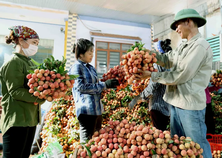 Bắc Giang đã bán được hơn 150.000 tấn vải thiều - Ảnh 1. Bắc Giang đã bán được hơn 150.000 tấn vải thiều - Ảnh 1.