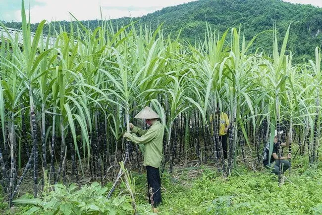 Dự báo doanh nghiệp mía đường lấy lại vị thế trong năm 2023 - Ảnh 1. Dự báo doanh nghiệp mía đường lấy lại vị thế trong năm 2023 - Ảnh 1.