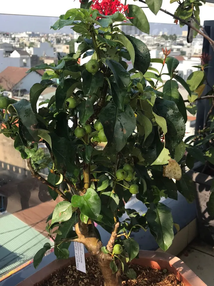 Nếu cuộc đời chỉ toàn chuyện xấu xa, tại sao cây táo lại nở hoa? - Ảnh 5. Nếu cuộc đời chỉ toàn chuyện xấu xa, tại sao cây táo lại nở hoa? - Ảnh 5.