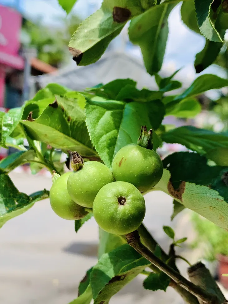 Nếu cuộc đời chỉ toàn chuyện xấu xa, tại sao cây táo lại nở hoa? - Ảnh 4. Nếu cuộc đời chỉ toàn chuyện xấu xa, tại sao cây táo lại nở hoa? - Ảnh 4.
