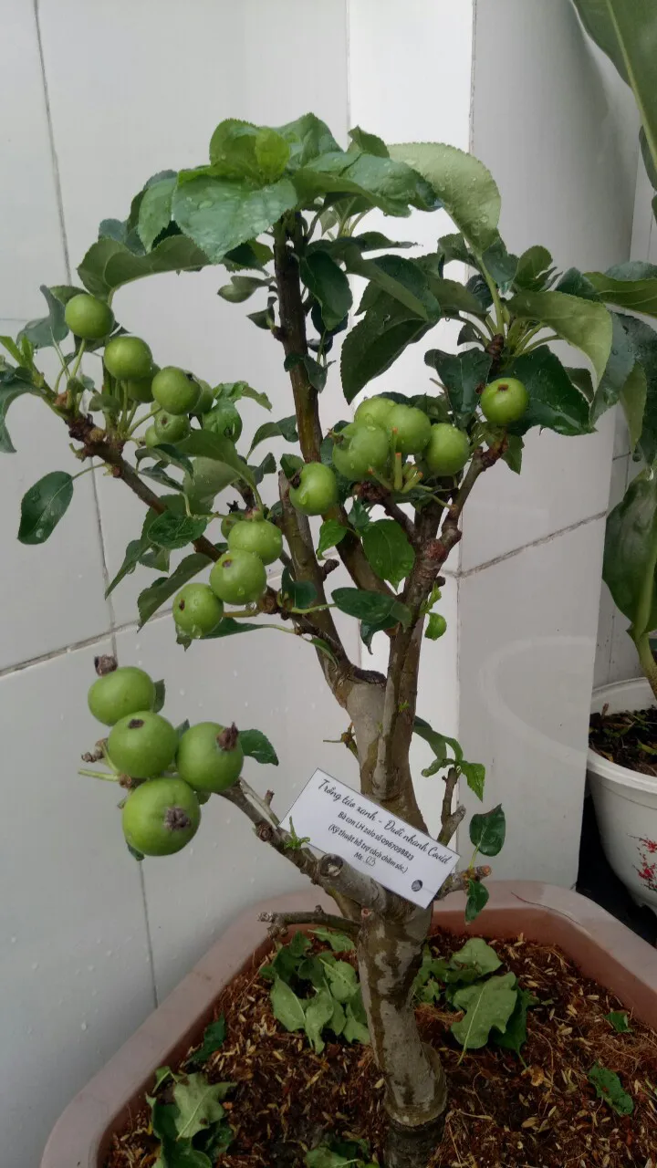 Nếu cuộc đời chỉ toàn chuyện xấu xa, tại sao cây táo lại nở hoa? - Ảnh 2. Nếu cuộc đời chỉ toàn chuyện xấu xa, tại sao cây táo lại nở hoa? - Ảnh 2.