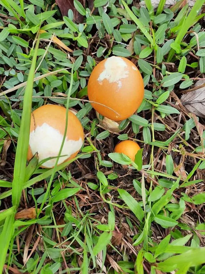 Độc đáo loại nấm trứng gà giá nửa triệu đồng mỗi kg - Ảnh 1. Độc đáo loại nấm trứng gà giá nửa triệu đồng mỗi kg - Ảnh 1.
