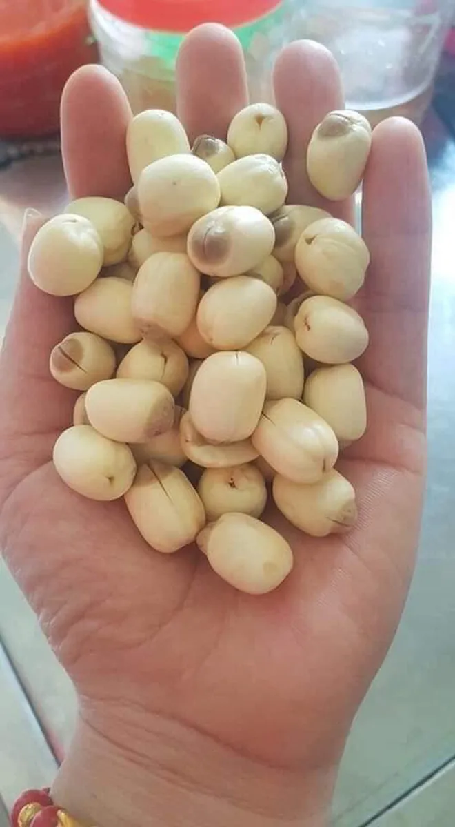 Cơn sốt hạt sen đầu hè, nhập cả tạ vẫn không đủ hàng trả khách - Ảnh 2. Cơn sốt hạt sen đầu hè, nhập cả tạ vẫn không đủ hàng trả khách - Ảnh 2.
