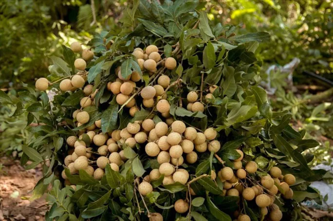 Hướng đi nào cho tiêu thụ nông sản nửa cuối năm trước sức ép của COVID-19? - Ảnh 2. Hướng đi nào cho tiêu thụ nông sản nửa cuối năm trước sức ép của COVID-19? - Ảnh 2.