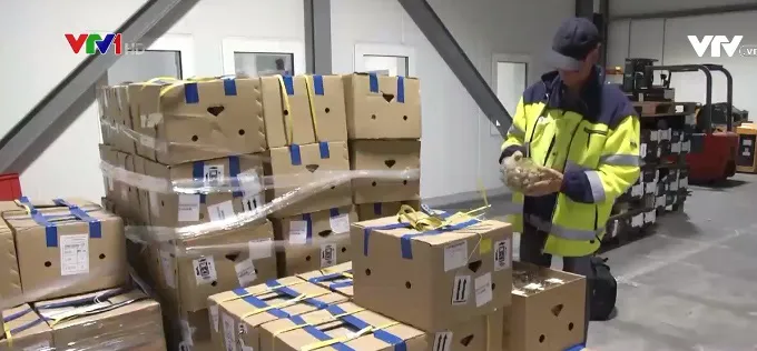 Nhãn lồng Sơn La bán tại châu Âu giá gần 500.000 đồng/kg - Ảnh 1. Nhãn lồng Sơn La bán tại châu Âu giá gần 500.000 đồng/kg - Ảnh 1.