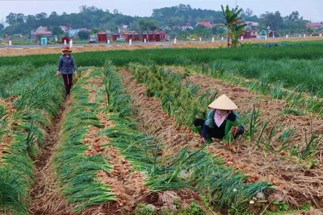 Giải pháp nào cho quá trình cung ứng nông sản không bị ngưng trệ? - Ảnh 1. Giải pháp nào cho quá trình cung ứng nông sản không bị ngưng trệ? - Ảnh 1.