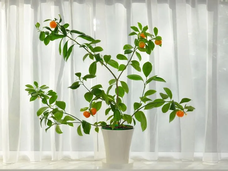 Không cần mua hoa quả tích trữ, bạn có thể trồng những trái cây này tại nhà - Ảnh 1. Không cần mua hoa quả tích trữ, bạn có thể trồng những trái cây này tại nhà - Ảnh 1.