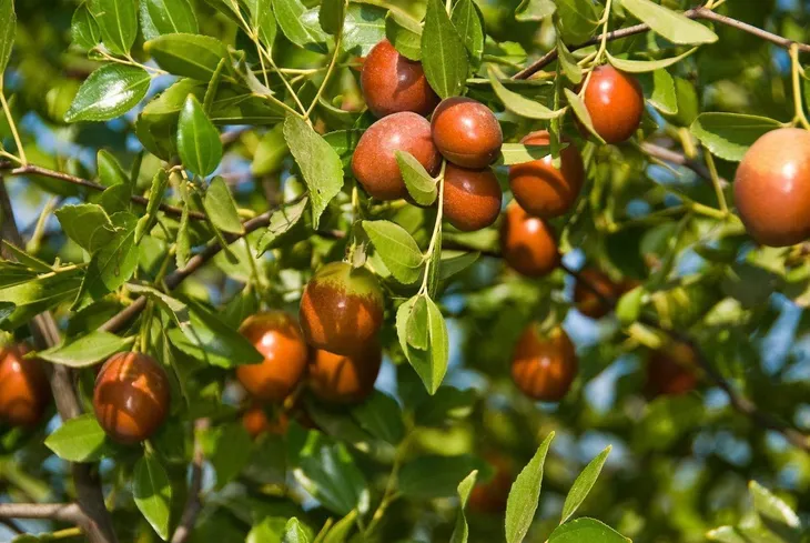 Không cần mua hoa quả tích trữ, bạn có thể trồng những trái cây này tại nhà - Ảnh 2. Không cần mua hoa quả tích trữ, bạn có thể trồng những trái cây này tại nhà - Ảnh 2.
