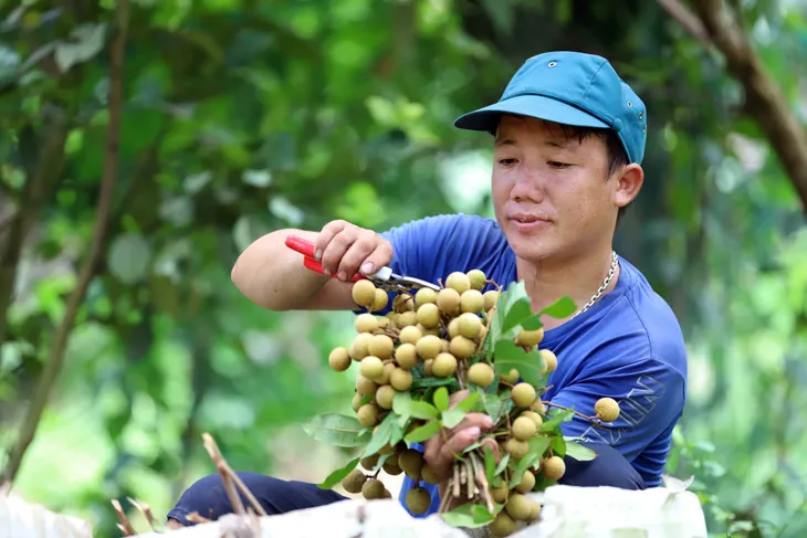 Cấp chứng nhận đăng ký nhãn hiệu “Nhãn Sơn La” - Ảnh 1. Cấp chứng nhận đăng ký nhãn hiệu “Nhãn Sơn La” - Ảnh 1.