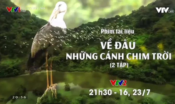 Khám phá bộ phim tài liệu Về đâu những cánh chim trời - Ảnh 3. Khám phá bộ phim tài liệu Về đâu những cánh chim trời - Ảnh 3.