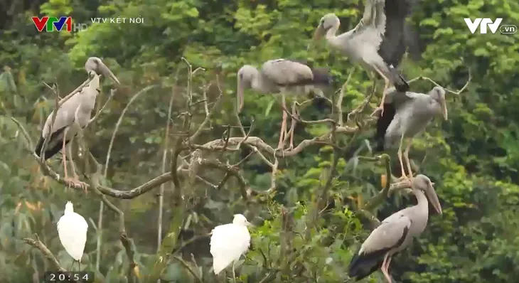 Khám phá bộ phim tài liệu Về đâu những cánh chim trời - Ảnh 1. Khám phá bộ phim tài liệu Về đâu những cánh chim trời - Ảnh 1.