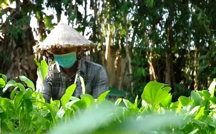 Thợ cắt tóc, thợ hàn tặng rau cho bà con nghèo vùng dịch Cần Thơ - Ảnh 1. Thợ cắt tóc, thợ hàn tặng rau cho bà con nghèo vùng dịch Cần Thơ - Ảnh 1.
