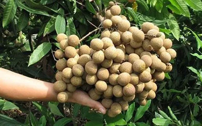 Nhãn lồng Hưng Yên bán ở Singapore giá hơn 200.000 đồng/kg - Ảnh 2. Nhãn lồng Hưng Yên bán ở Singapore giá hơn 200.000 đồng/kg - Ảnh 2.