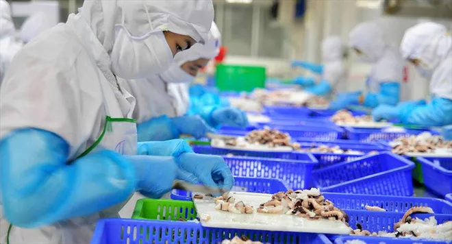 Nhật Bản chính thức kiểm soát IUU với thủy sản Việt Nam - Ảnh 1. Nhật Bản chính thức kiểm soát IUU với thủy sản Việt Nam - Ảnh 1.