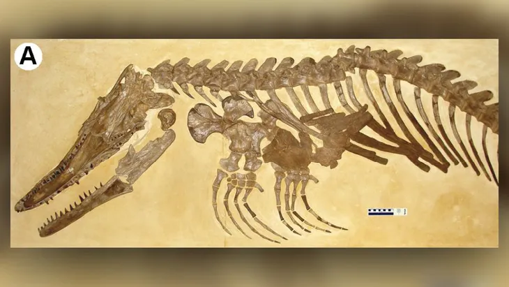 Khủng long Mosasaur - quái vật biển dài hơn 5m thống trị đại dương cổ đại - Ảnh 2. Khủng long Mosasaur - quái vật biển dài hơn 5m thống trị đại dương cổ đại - Ảnh 2.