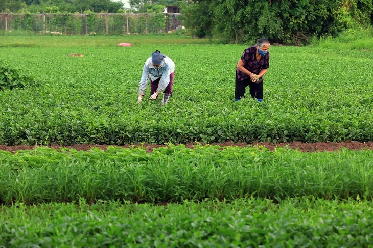 Vùng xanh” bắt nhịp sản xuất - Ảnh 2. Vùng xanh” bắt nhịp sản xuất - Ảnh 2.