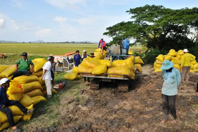 Doanh nghiệp cạn vốn mua lúa vụ Thu Đông - Ảnh 1. Doanh nghiệp cạn vốn mua lúa vụ Thu Đông - Ảnh 1.