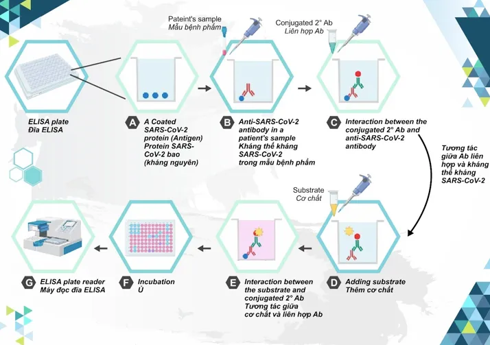 Bộ Y tế cấp phép cho Vimedimex nhập khẩu 30 triệu liều vaccine COVID-19 Hayat-Vax - Ảnh 2. Bộ Y tế cấp phép cho Vimedimex nhập khẩu 30 triệu liều vaccine COVID-19 Hayat-Vax - Ảnh 2.