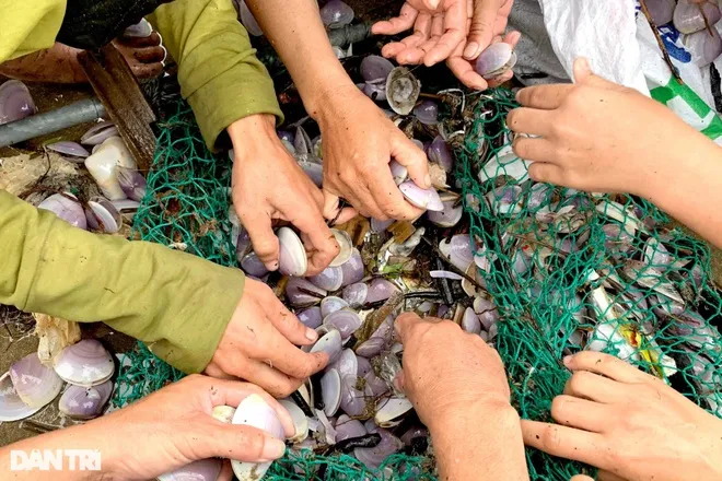 Hàng trăm tấn ngao dạt vào bờ biển sau mưa bão - Ảnh 4. Hàng trăm tấn ngao dạt vào bờ biển sau mưa bão - Ảnh 4.