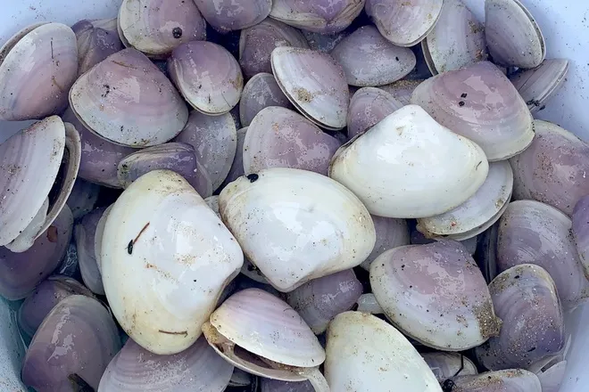 Hàng trăm tấn ngao dạt vào bờ biển sau mưa bão - Ảnh 8. Hàng trăm tấn ngao dạt vào bờ biển sau mưa bão - Ảnh 8.