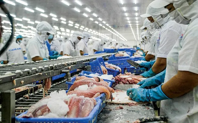Nguy cơ gãy đổ chuỗi sản xuất thủy sản - Ảnh 1. Nguy cơ gãy đổ chuỗi sản xuất thủy sản - Ảnh 1.