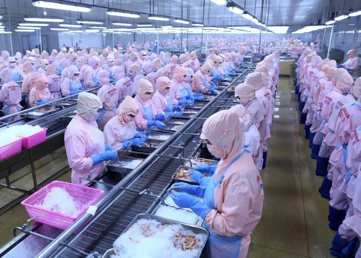 Nguy cơ gãy đổ chuỗi sản xuất thủy sản - Ảnh 2. Nguy cơ gãy đổ chuỗi sản xuất thủy sản - Ảnh 2.