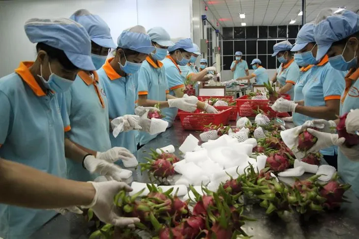 Nghiên cứu đưa thanh long vào làm rượu, mì tôm - Ảnh 1. Nghiên cứu đưa thanh long vào làm rượu, mì tôm - Ảnh 1.