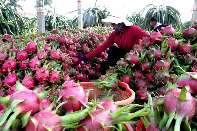 Thanh long Việt Nam tìm đường sang Ấn Độ - Ảnh 1. Thanh long Việt Nam tìm đường sang Ấn Độ - Ảnh 1.