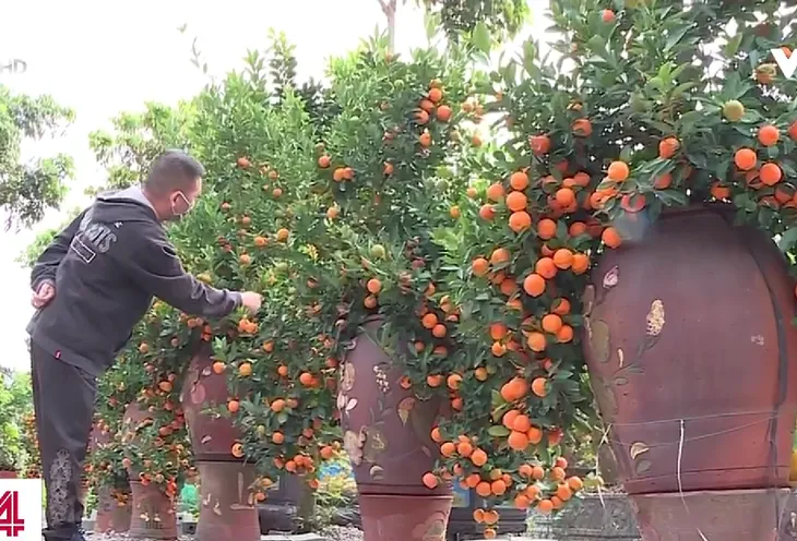 Hoa Tết giá mềm, người dân tranh thủ đi chọn sớm - Ảnh 1. Hoa Tết giá mềm, người dân tranh thủ đi chọn sớm - Ảnh 1.