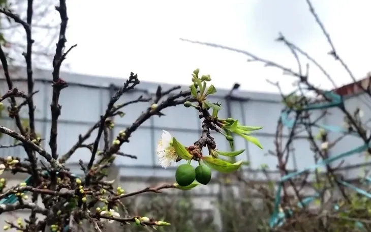 Đào mai khoe sắc sớm trước Tết Nguyên đán trên phố phường Hà Nội - Ảnh 1. Đào mai khoe sắc sớm trước Tết Nguyên đán trên phố phường Hà Nội - Ảnh 1.