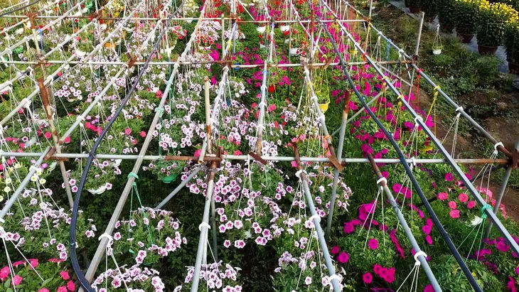 Bà Rịa - Vũng Tàu: Hoa tết được giá, nông dân phấn khởi - Ảnh 1. Bà Rịa - Vũng Tàu: Hoa tết được giá, nông dân phấn khởi - Ảnh 1.