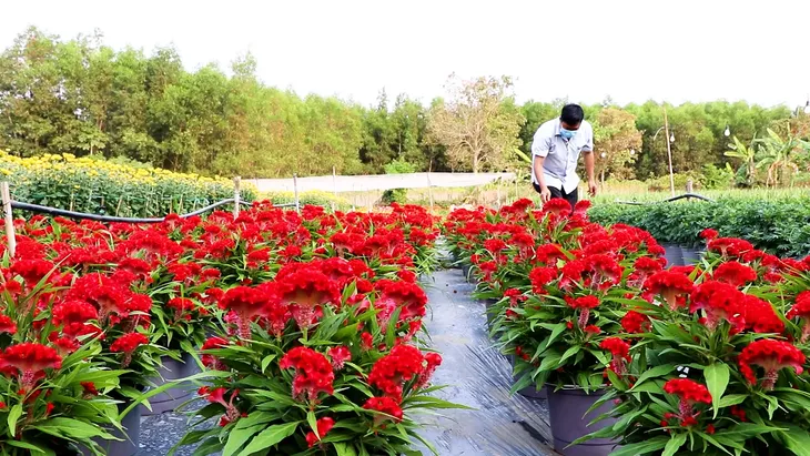 Bà Rịa - Vũng Tàu: Hoa tết được giá, nông dân phấn khởi - Ảnh 2. Bà Rịa - Vũng Tàu: Hoa tết được giá, nông dân phấn khởi - Ảnh 2.