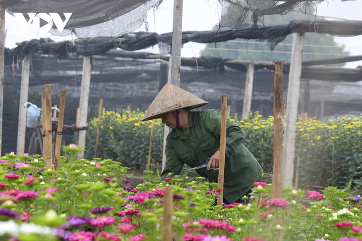 Hoa Tết được giá, nụ cười trở lại với nông dân Tây Tựu - Ảnh 7. Hoa Tết được giá, nụ cười trở lại với nông dân Tây Tựu - Ảnh 7.