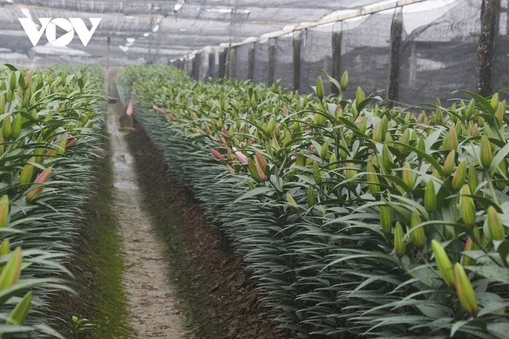Hoa Tết được giá, nụ cười trở lại với nông dân Tây Tựu - Ảnh 8. Hoa Tết được giá, nụ cười trở lại với nông dân Tây Tựu - Ảnh 8.