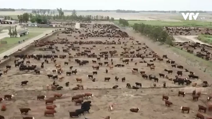 Hiểm họa dịch bệnh từ hoạt động chăn nuôi quy mô lớn - Ảnh 1. Hiểm họa dịch bệnh từ hoạt động chăn nuôi quy mô lớn - Ảnh 1.