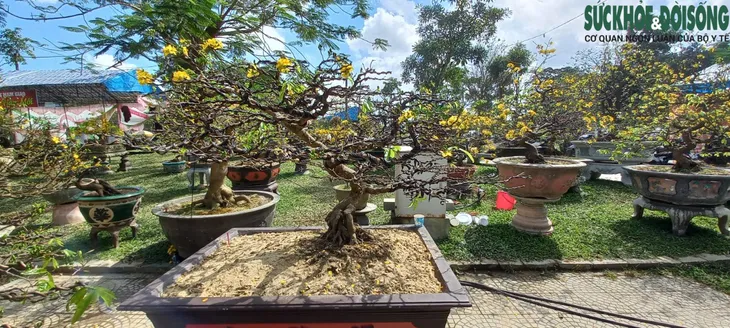 Cận cảnh cây mai được hét giá gần 4 tỷ đồng tại chợ hoa xuân ở Huế - Ảnh 2. Cận cảnh cây mai được hét giá gần 4 tỷ đồng tại chợ hoa xuân ở Huế - Ảnh 2.