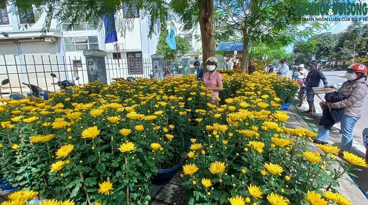 Cận cảnh cây mai được hét giá gần 4 tỷ đồng tại chợ hoa xuân ở Huế - Ảnh 9. Cận cảnh cây mai được hét giá gần 4 tỷ đồng tại chợ hoa xuân ở Huế - Ảnh 9.