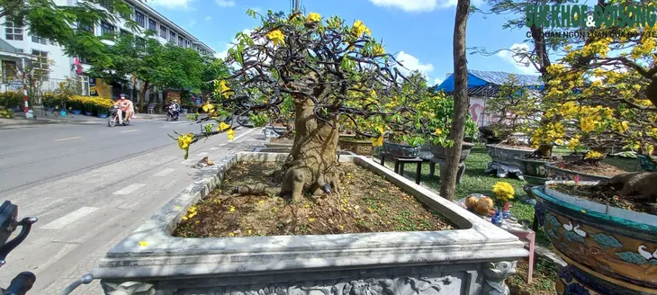 Cận cảnh cây mai được hét giá gần 4 tỷ đồng tại chợ hoa xuân ở Huế - Ảnh 5. Cận cảnh cây mai được hét giá gần 4 tỷ đồng tại chợ hoa xuân ở Huế - Ảnh 5.