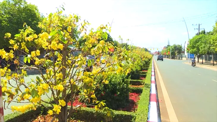Bà Rịa - Vũng Tàu: Độc đáo đường hoa mai Châu Đức - Ảnh 2. Bà Rịa - Vũng Tàu: Độc đáo đường hoa mai Châu Đức - Ảnh 2.