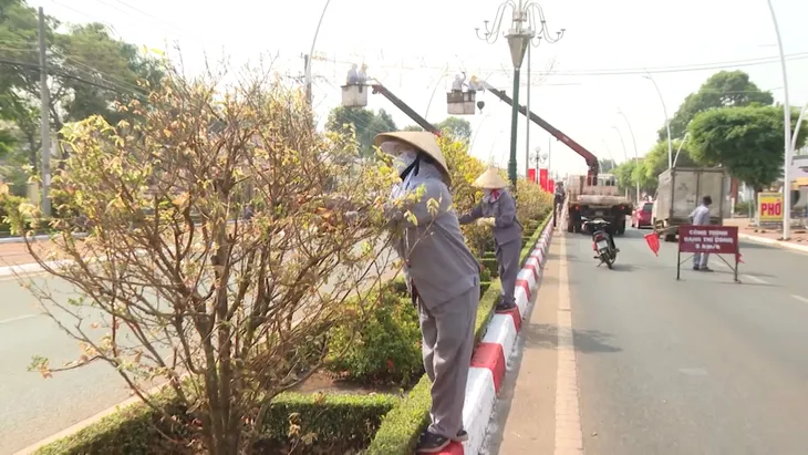 Bà Rịa - Vũng Tàu: Độc đáo đường hoa mai Châu Đức - Ảnh 4. Bà Rịa - Vũng Tàu: Độc đáo đường hoa mai Châu Đức - Ảnh 4.