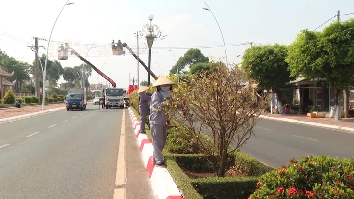 Bà Rịa - Vũng Tàu: Độc đáo đường hoa mai Châu Đức - Ảnh 5. Bà Rịa - Vũng Tàu: Độc đáo đường hoa mai Châu Đức - Ảnh 5.