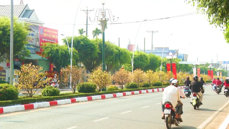 Bà Rịa - Vũng Tàu: Độc đáo đường hoa mai Châu Đức - Ảnh 3. Bà Rịa - Vũng Tàu: Độc đáo đường hoa mai Châu Đức - Ảnh 3.