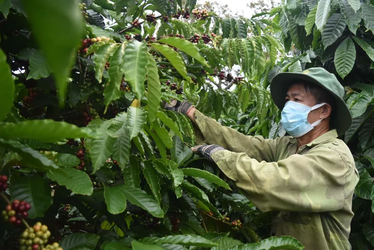 Xuất khẩu nông sản vùng Tây Nguyên khởi sắc - Ảnh 1. Xuất khẩu nông sản vùng Tây Nguyên khởi sắc - Ảnh 1.