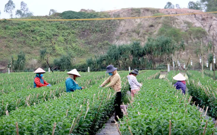 Vui - buồn sản xuất kinh doanh mùa Tết - Ảnh 2. Vui - buồn sản xuất kinh doanh mùa Tết - Ảnh 2.