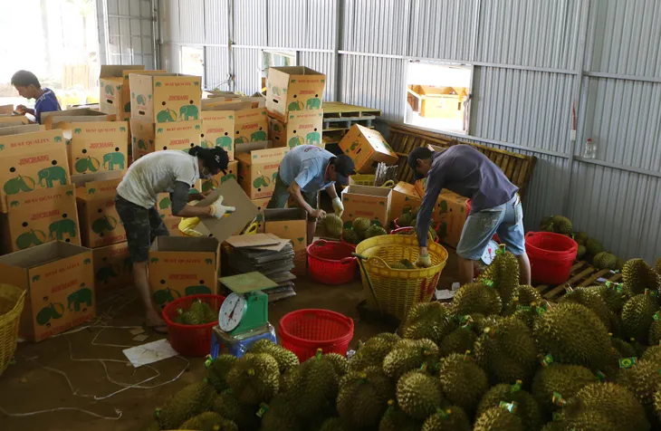 Sầu riêng hứa hẹn mang về tỷ USD - Ảnh 2. Sầu riêng hứa hẹn mang về tỷ USD - Ảnh 2.